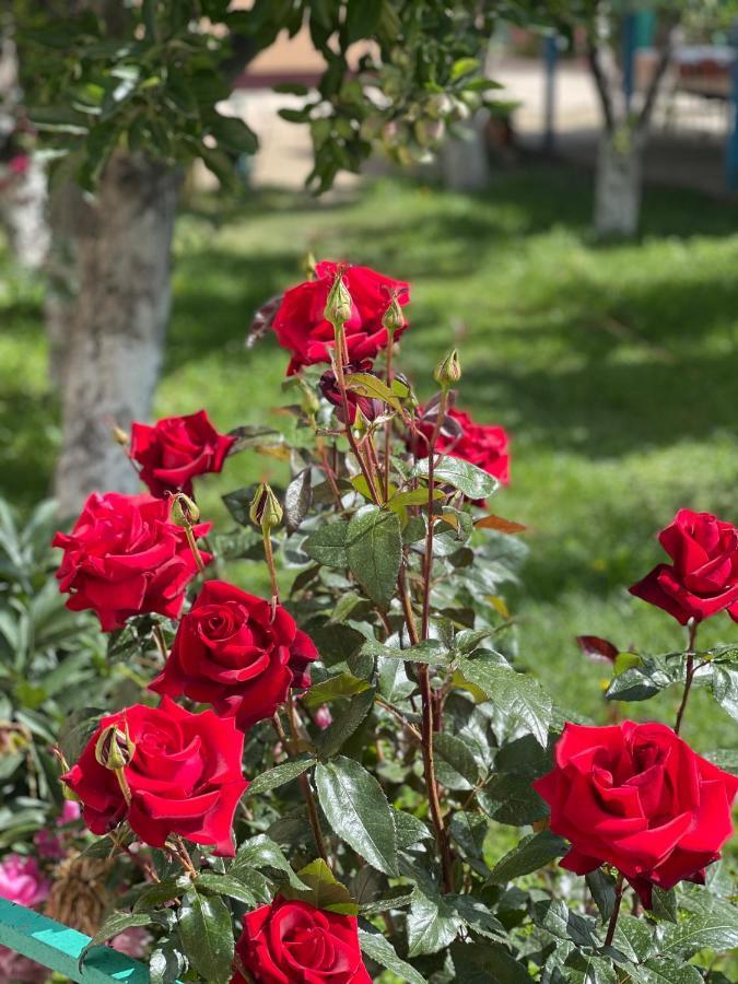 Bokonbayevo Guesthouse Gulmira מראה חיצוני תמונה
